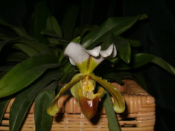 orchidea Paphiopedilum