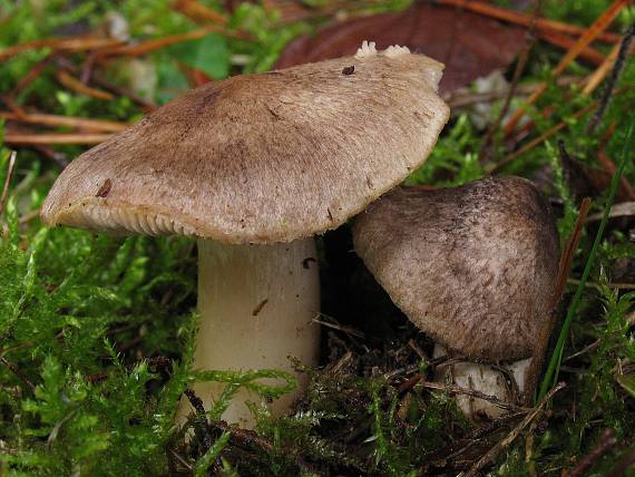 čírovka Tricholoma terreum (Schaeff.) P. Kumm.