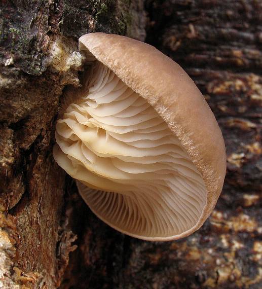 hliva ustricovitá Pleurotus ostreatus (Jacq.) P. Kumm.