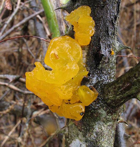 rôsolovka zlatožltá-premoknutá... Tremella mesenterica Retz.