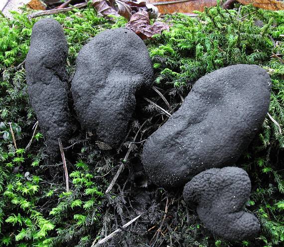 drevnatec kyjakovitý. Xylaria polymorpha (Pers.) Grev.