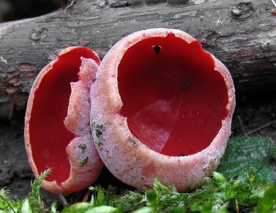 ohnivec šarlátový Sarcoscypha coccinea (Gray) Boud.