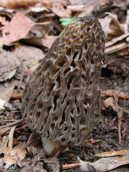 smrčok Morchella sp.