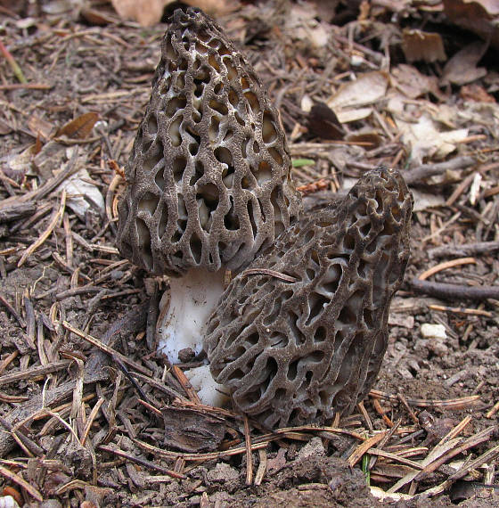 smrčok Morchella sp.