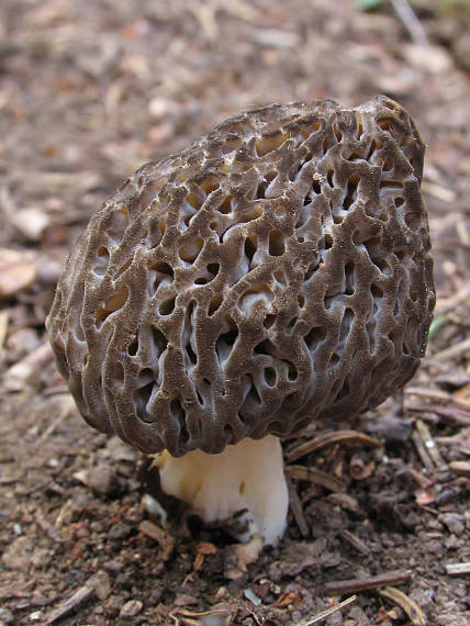 smrčok Morchella sp.