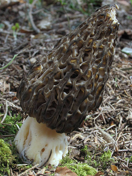 smrčok kužeľovitý Morchella conica Pers.