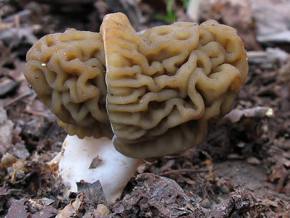 smrčkovec český. Verpa bohemica (Krombh.) J. Schröt.