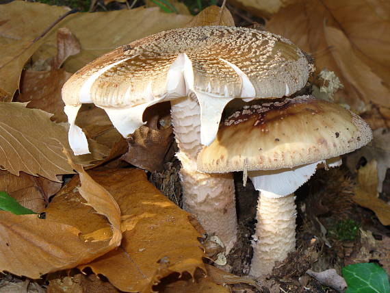 muchotrávka červenkastá Amanita rubescens Pers.