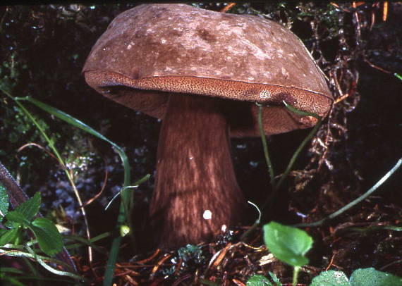 tmavohríb obyčajný Porphyrellus porphyrosporus (Fr. & Hök) E.-J. Gilbert