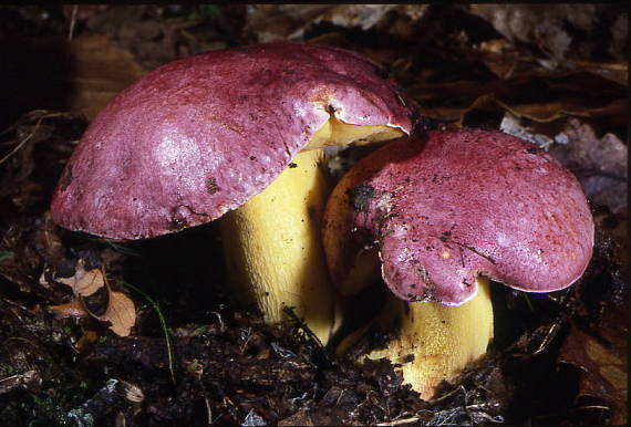 hríb kráľovský Butyriboletus regius (Krombh.) D. Arora & J.L. Frank