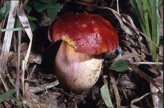 hríb Dupainov Rubroboletus dupainii (Boud.) Kuan Zhao & Zhu L. Yang