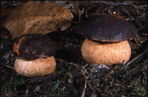 hríb bronzový Boletus aereus Bull. ex Fr.