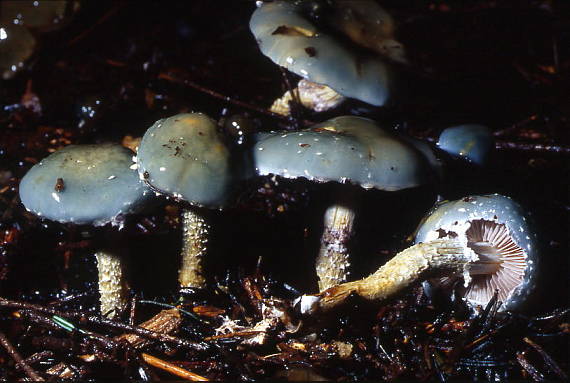 golierovka zelenkastá Stropharia aeruginosa (Curtis) Quél.