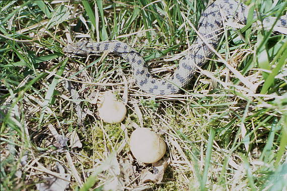 cirovnica majova Calocybe gambosa (FR.: FR.) Singer