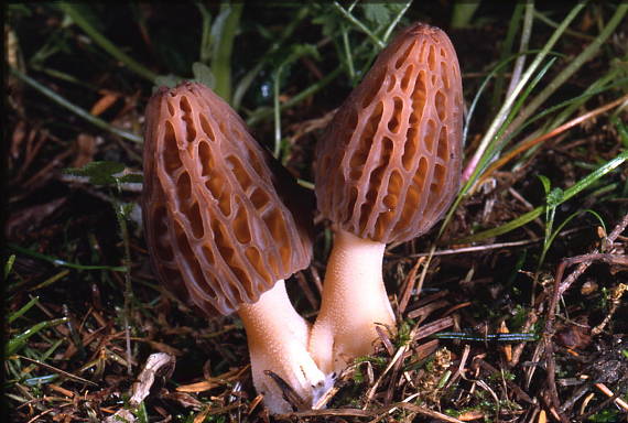 smrčok kužeľovitý Morchella conica Pers.