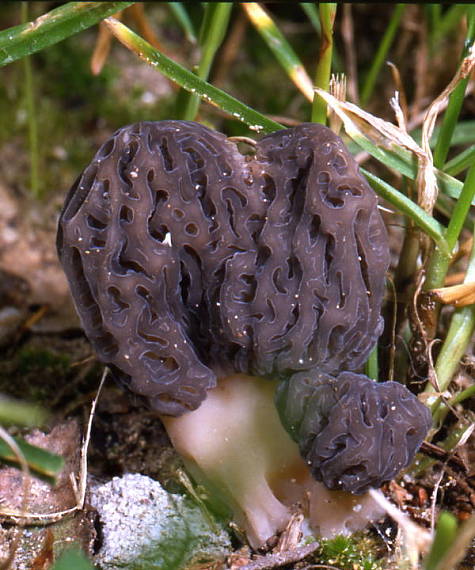 smrčok Morchella hortensis Boudier