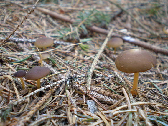 peniazočka smreková Strobilurus esculentus (Wulfen) Singer