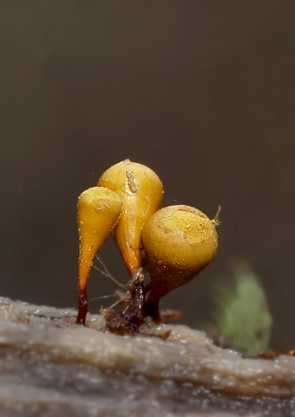 vlasovníčka kyjačikovitá Hemitrichia clavata (Pers.) Rostaf.
