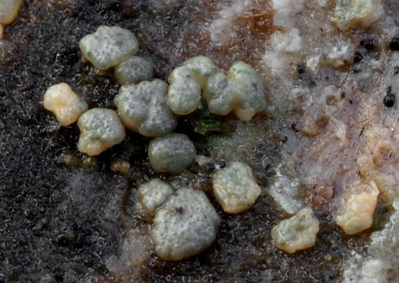 ponorenec želatínový Hypocrea gelatinosa (Tode) Fr.