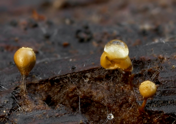 slizovka Myxomycetes