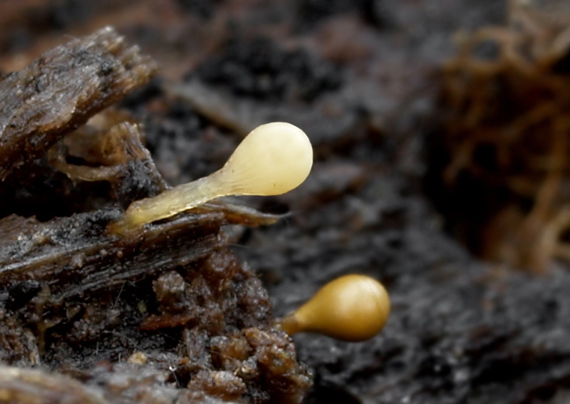 slizovka Myxomycetes