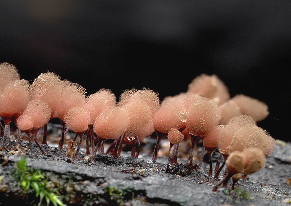slizovka Arcyria sp.