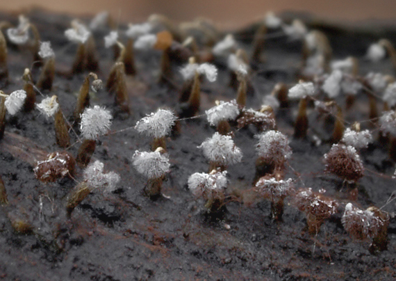 slizovka Myxomycetes