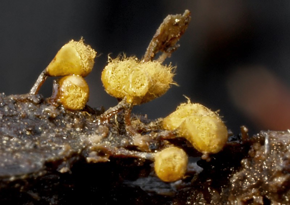 vlasnačka Trichia decipiens var. decipiens (Pers.) T. Macbr.