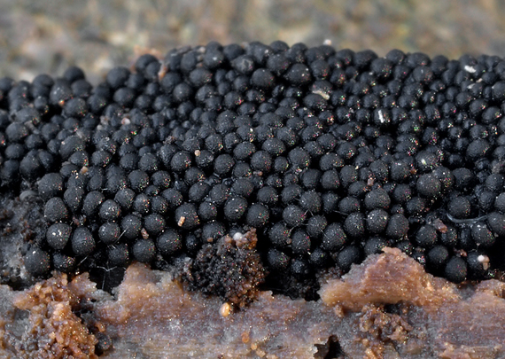 chlpatka Lasiosphaeria sp.