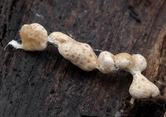 slizovka Myxomycetes