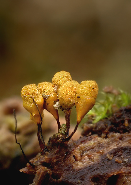 vlasovníčka kyjačikovitá Hemitrichia clavata (Pers.) Rostaf.