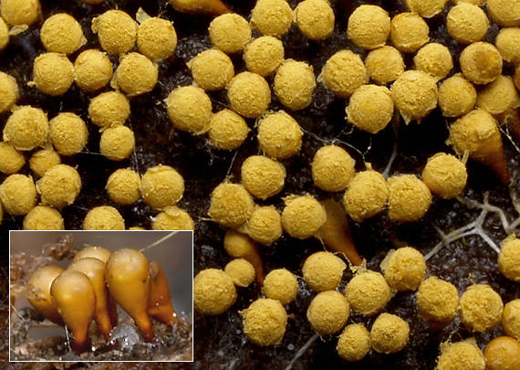 slizovka Myxomycetes