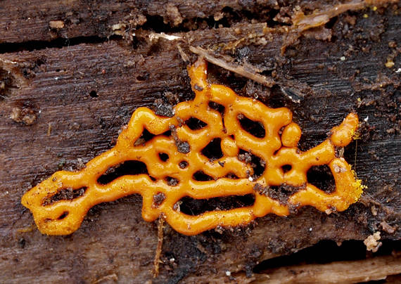 slizovka Hemitrichia serpula (Scop.) Rostaf.
