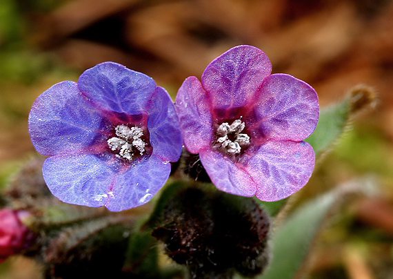 pľúcnik Pulmonaria sp.