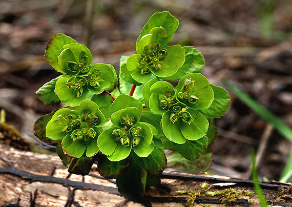 mliečnik kolovratcový Tithymalus helioscopia (L.) Scop.