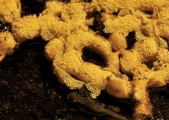 slizovka Hemitrichia serpula (Scop.) Rostaf.