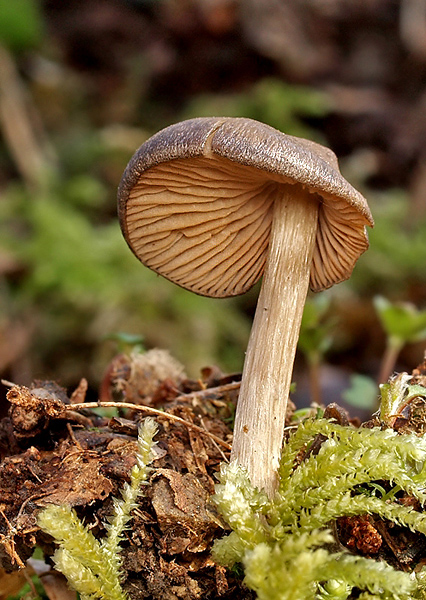 hodvábnica včasná Entoloma vernum S. Lundell