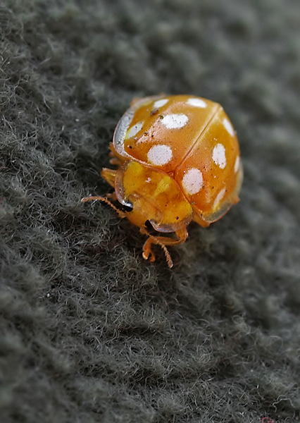 ? Halyzia sedecimguttata (Linnaeus, 1758)