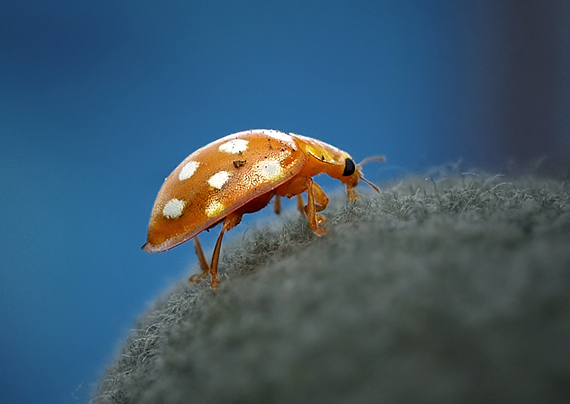 ? Halyzia sedecimguttata (Linnaeus, 1758