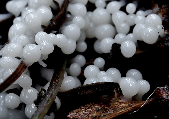 slizovka Myxomycetes
