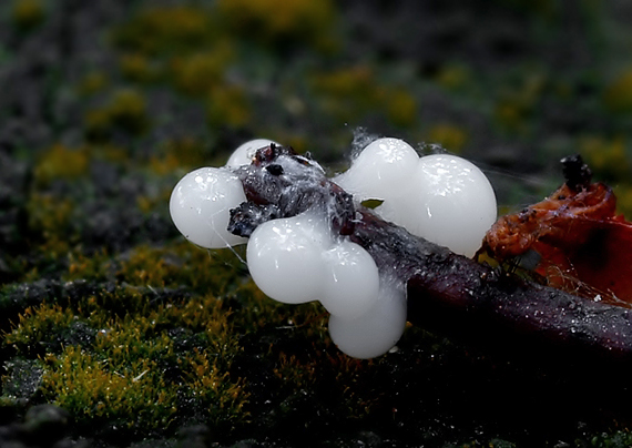 slizovka Myxomycetes