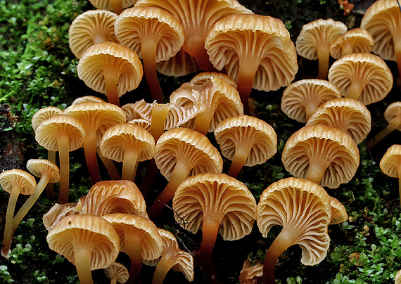tanečnička zvončekovitá Xeromphalina campanella (Batsch) Maire