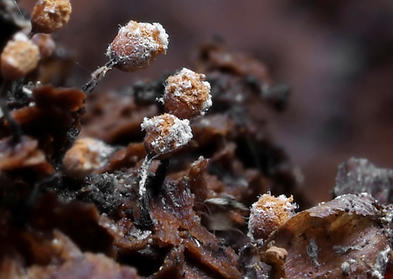 slizovka Myxomycetes