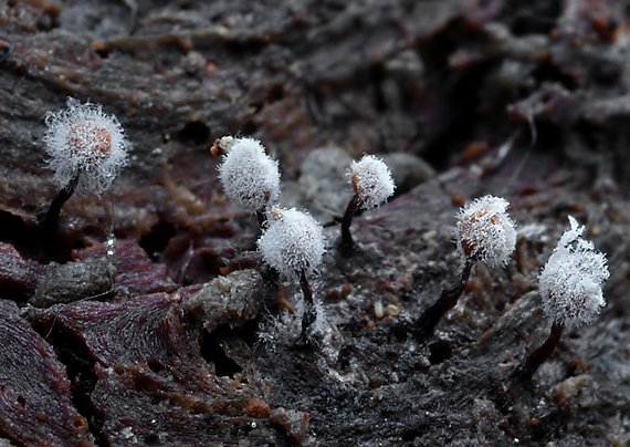 slizovka Myxomycetes