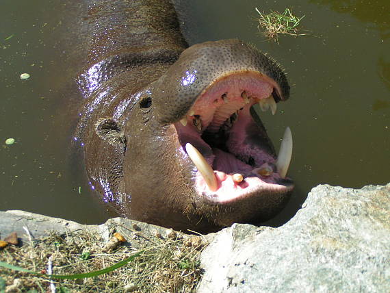 hroch africký