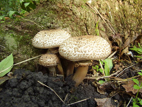 pečiarka trsovitá Agaricus bohusii Bon