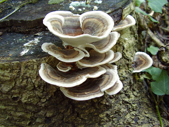 trúdnikovec pestrý Trametes versicolor (L.) Lloyd