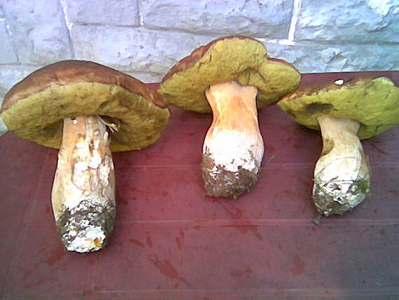 hríb Boletus sp.