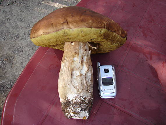 hríb Boletus sp.