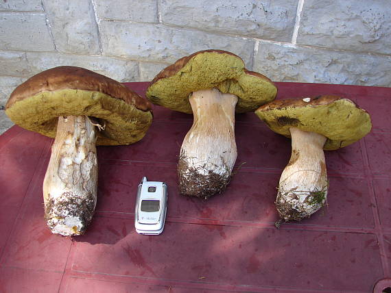 hríb Boletus sp.